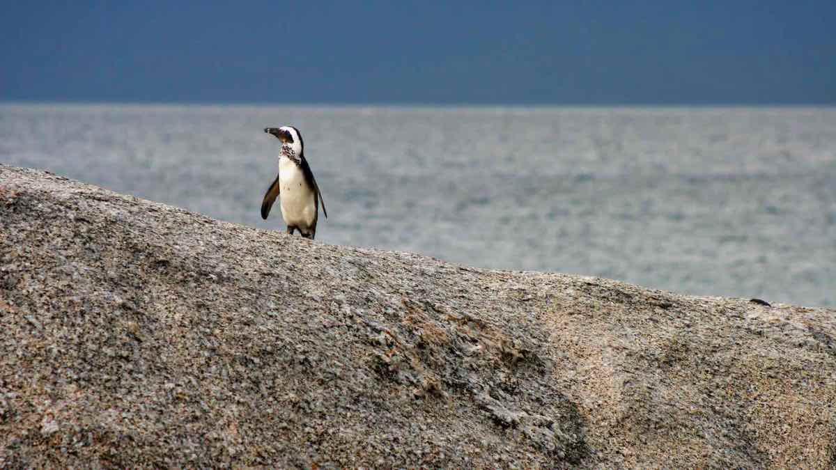 African Penguin: Spensicus demersus