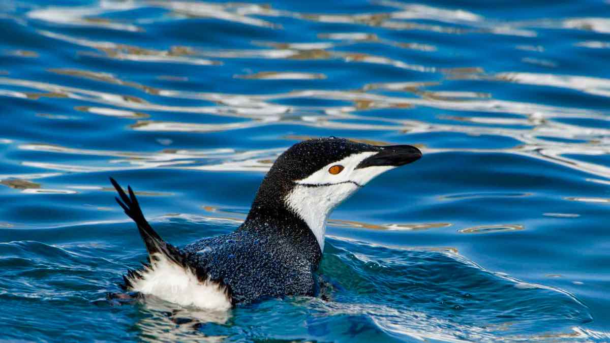 Chinstrap Penguin: Pygoscelis antarctica
