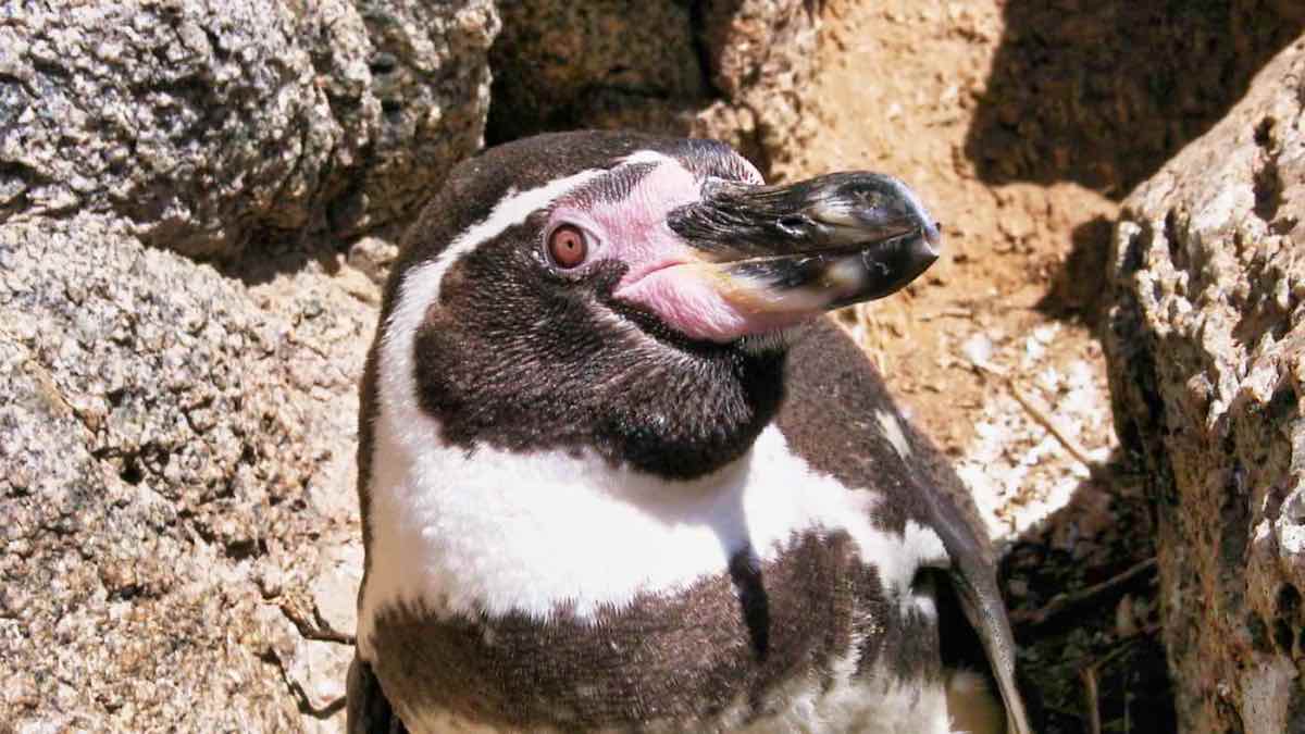Humboldt Penguin: Spheniscus humboldti